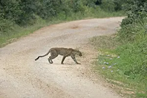 Panthera Pardus Species Drucke: Leopard (Panthera pardus)