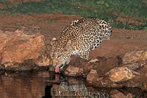 Panthera Pardus Habitat Drucke: Leopard, Panthera pardus