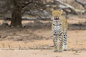 Africa Animal Photos Drucke: Leopard, Panthera pardus