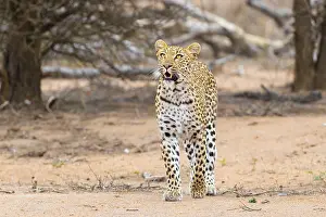 Africa Animal Pictures Drucke: Leopard, Panthera pardus
