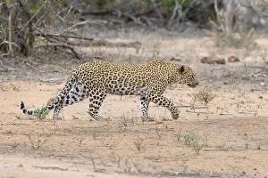 Panthera Pardus Species Drucke: Leopard, Panthera pardus