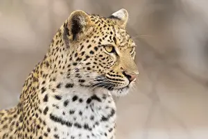 Panthera Pardus Images Drucke: Leopard, Panthera pardus