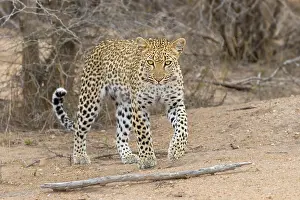 Panthera Pardus Species Drucke: Leopard, Panthera pardus