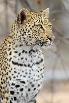 Panthera Pardus Images Drucke: Leopard, Panthera pardus