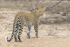 Panthera Pardus Species Drucke: Leopard, Panthera pardus