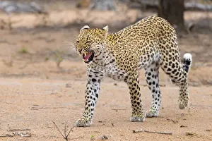 Panthera Pardus Species Drucke: Leopard, Panthera pardus