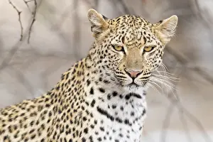 South African Wildlife Animals Drucke: Leopard, Panthera pardus