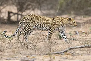 Panthera Pardus Species Drucke: Leopard, Panthera pardus