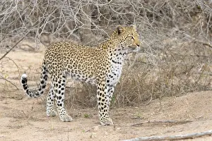 Panthera Pardus Pictures Drucke: Leopard, Panthera pardus