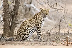 Panthera Pardus Images Drucke: Leopard, Panthera pardus