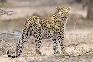 Panthera Pardus Images Drucke: Leopard, Panthera pardus