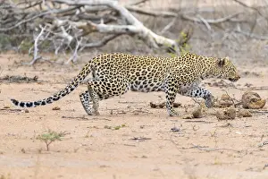 African Leopard Images Drucke: Leopard, Panthera pardus
