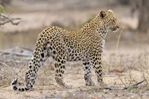 Panthera Pardus Images Drucke: Leopard, Panthera pardus