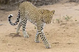 Leopard, Panthera pardus