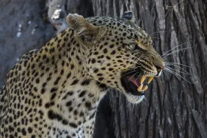 Botswana Wildlife Images Drucke: A leopard, Panthera pardus, baring its teeth