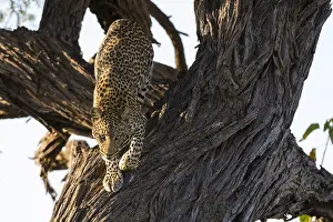 Botswana Safari Animals Drucke: A leopard, Panthera pardus, leaping down from a tree