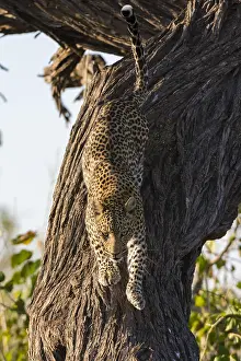 Chobe National Park Botswana Drucke: A leopard, Panthera pardus, leaping down from a tree