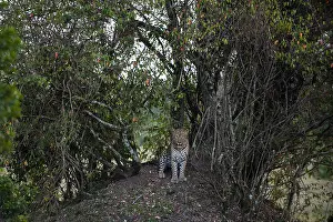 Panthera Pardus Images Drucke: A leopard, Panthera pardus, in a parting of the thick undergrowth of trees and shrubs