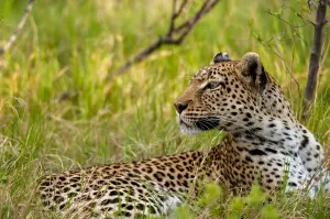 Panthera Pardus Habitat Drucke: A leopard, panthera pardus, resting in the grass