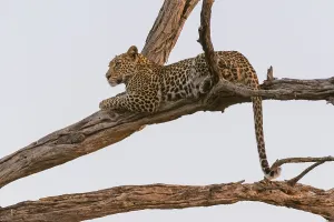 Leopard Conservation Images Drucke: A leopard, Panthera pardus, resting in a tree top