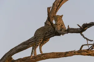 Leopard In Tree Drucke: A leopard, Panthera pardus, resting in a tree top