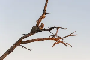 Leopard In Tree Drucke: A leopard, Panthera pardus, resting in a tree top