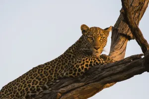 Panthera Pardus Images Drucke: A leopard, Panthera pardus, resting in a tree top