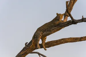 Leopard In Tree Drucke: A leopard, Panthera pardus, resting in a tree top