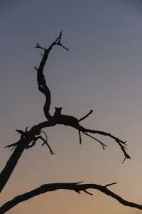 Leopard Conservation Images Drucke: A leopard, Panthera pardus, resting in a tree top at dusk