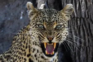 Panthera Pardus Species Drucke: A leopard (Panthera pardus) snarling and looking at the camera