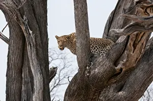 Leopard In Tree Drucke: A leopard, Panthera pardus, standing in the fork of a large tree