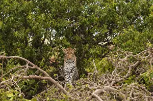 Panthera Pardus Species Drucke: A leopard, Panthera pardus, standing in the top of a tree
