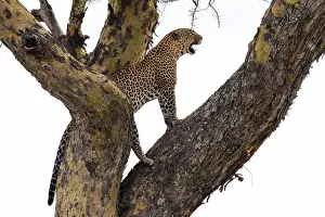 African Wildlife Nature Reserve Drucke: A leopard, Panthera pardus, standing on a tree