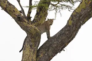 Leopard In Tree Drucke: A leopard, Panthera pardus, standing on a tree