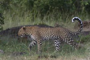 Eastern Africa Mammals Drucke: A leopard, Panthera pardus, walking