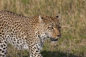 Okavango Delta Nature Reserve Drucke: A leopard, Panthera pardus, walking through the grass