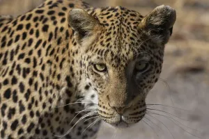 Panthera Pardus Species Drucke: A leopard, Panthera pardus, walking and looking at the camera