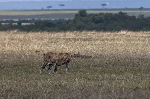 Panthera Pardus Images Drucke: A leopard, Panthera pardus, walking in an open plain