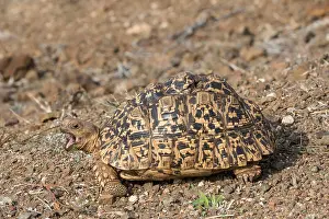 African Savanna Wildlife Drucke: Leopard tortoise, Stigmochelys pardalis