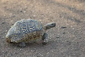 Bilder Datiert 27. Juli 2016: Afrikanische Leopard-Schildkröte, Stigmochelys pardalis