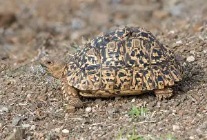 African Savanna Wildlife Drucke: Leopard tortoise, Stigmochelys pardalis