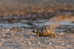 Ein Leopard-Tortoises, Stigmochelys pardalis.