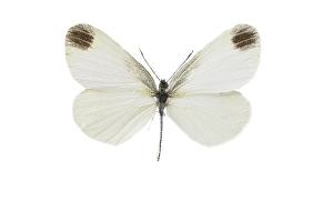 leptidea