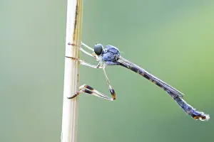 Juli Drucke: Leptogaster subtilis