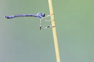 Juli Drucke: Leptogaster subtilis