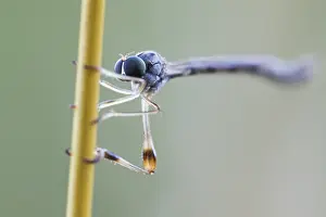 Juli Drucke: Leptogaster subtilis