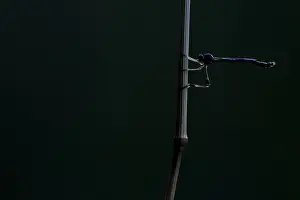 Juli Drucke: Leptogaster subtilis