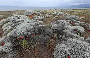 Greek Islands Nature Drucke: Lesbos Lesvos