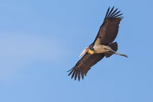 Borneo Wildlife Images Drucke: Lesser Adjutant, Leptoptilos javanicus