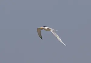 African Wild Animal Photography Drucke: Lesser Crested Tern, Sterna bengalensis